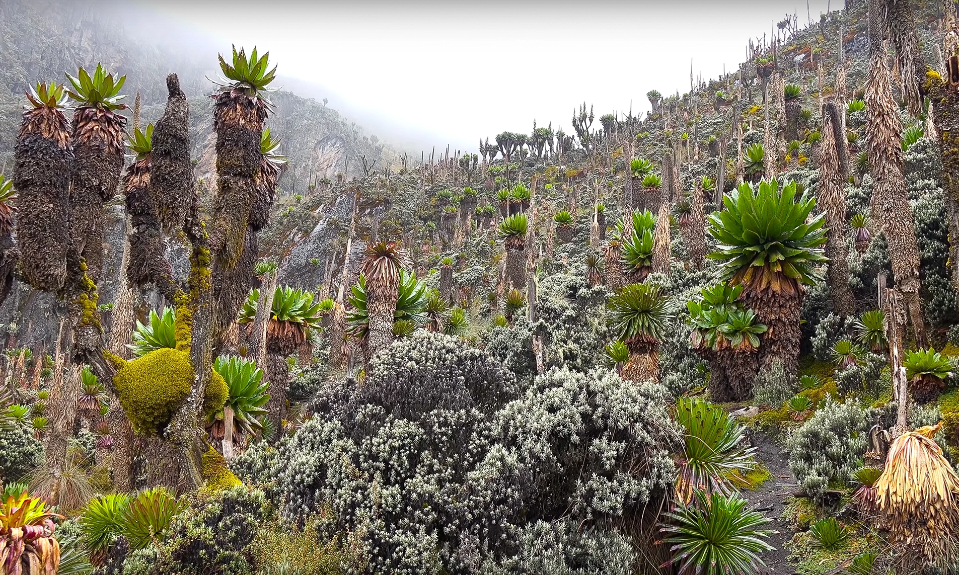 Ruwenzori_Trekking_01kl