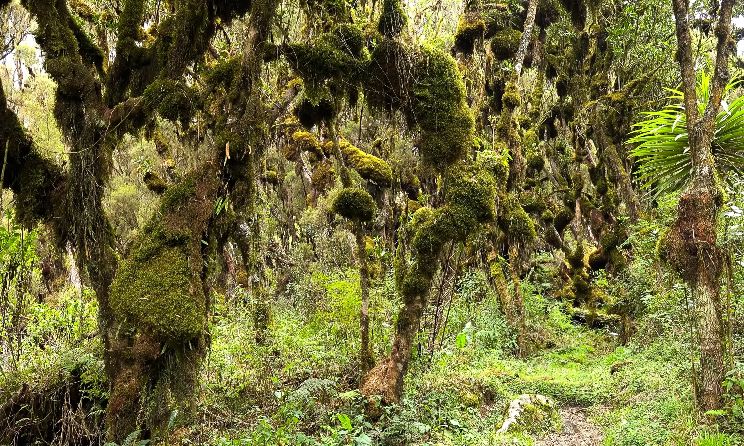 Ruwenzori_Trekking_03aklkl