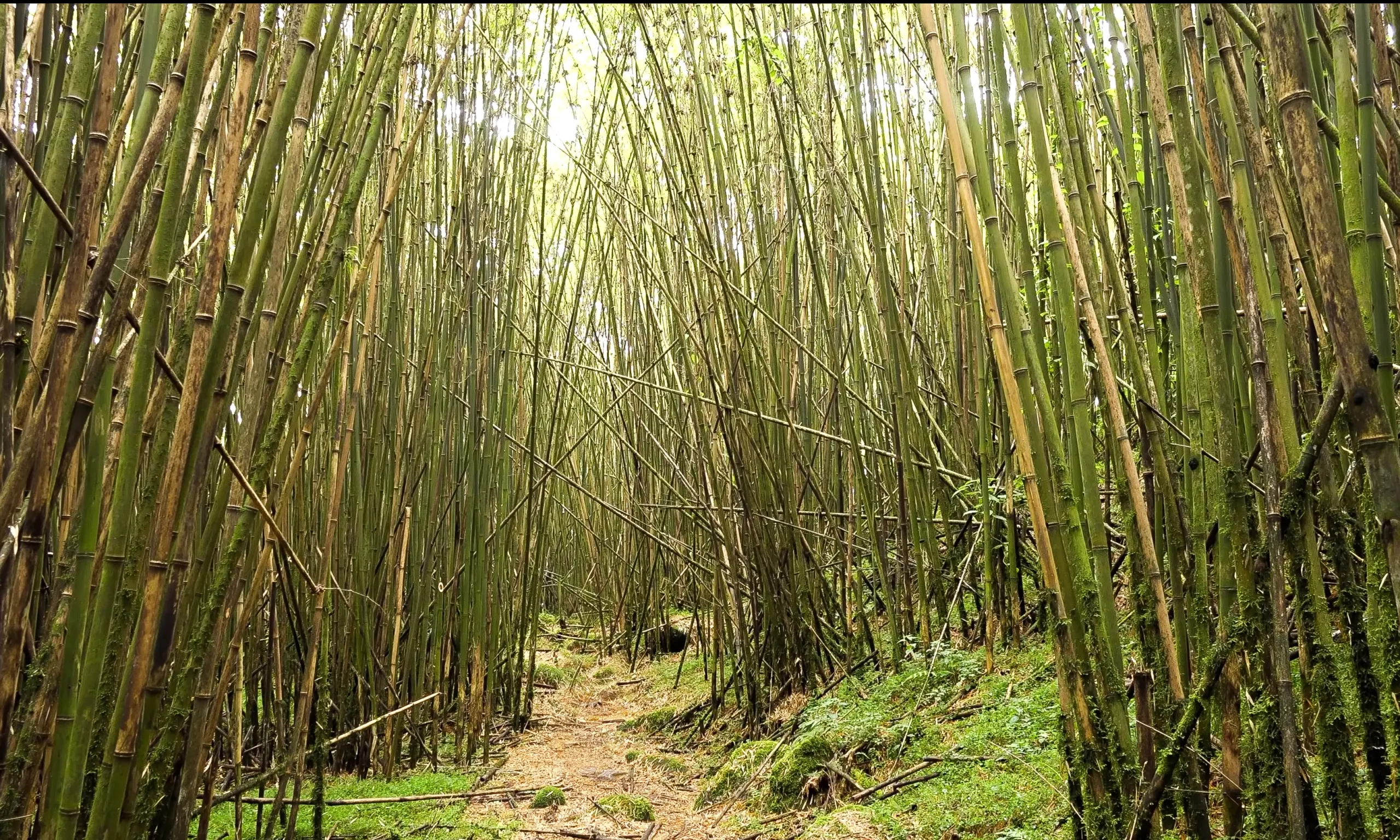 Ruwenzori_Trekking_06kl