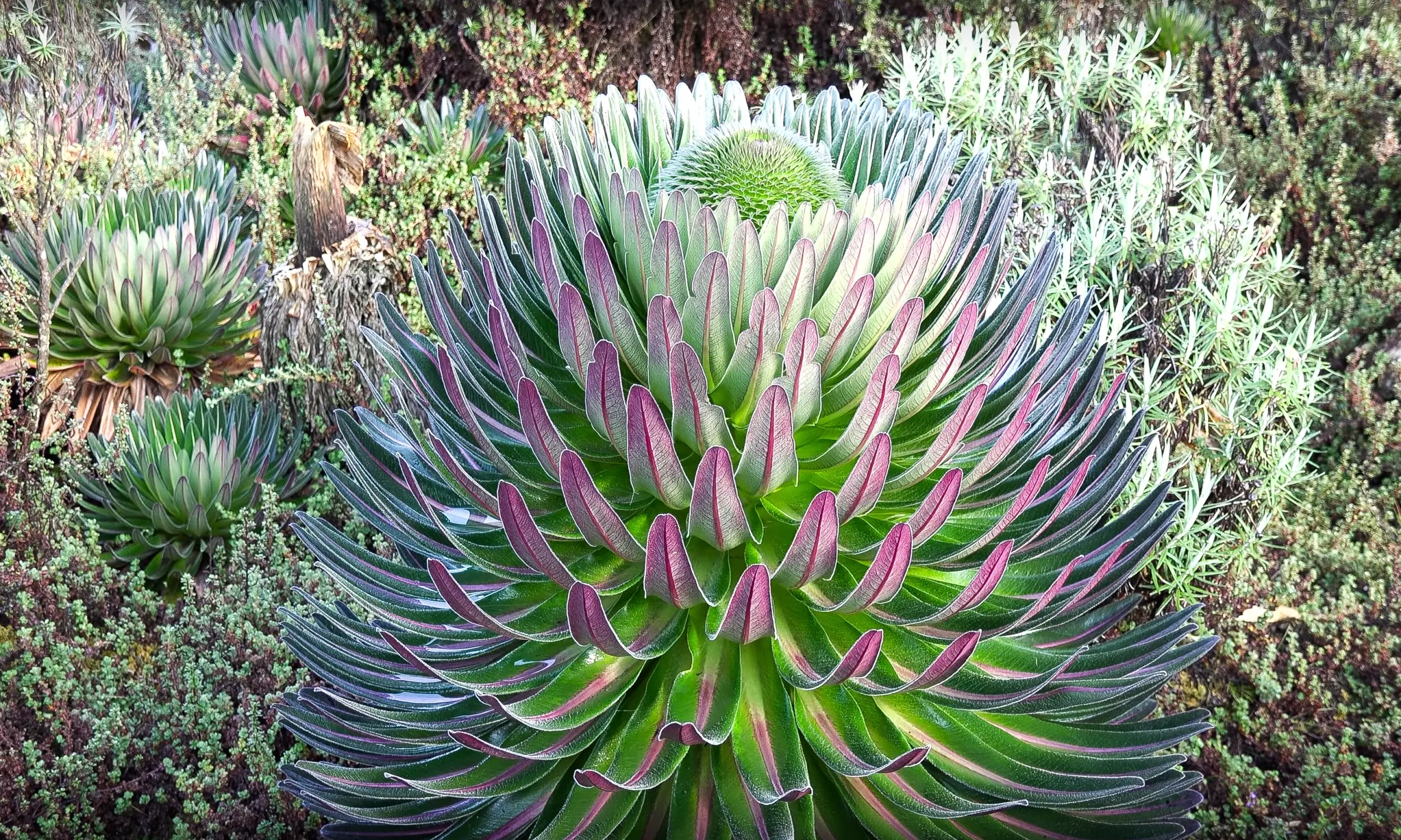 Ruwenzori_Trekking_07kl