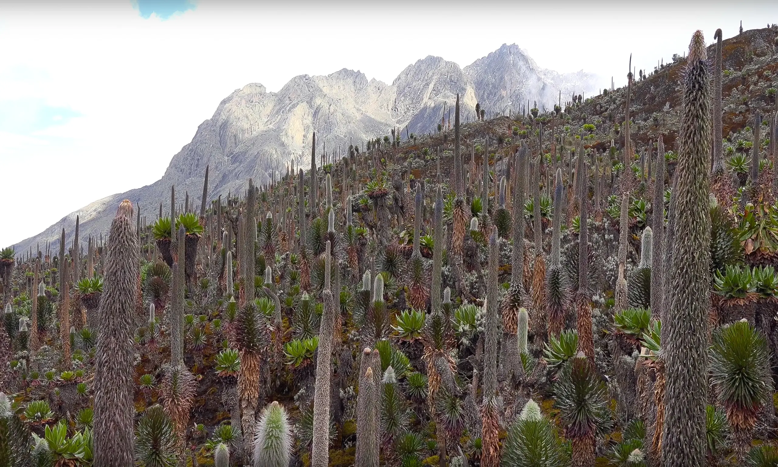 Ruwenzori_Trekking_08kl