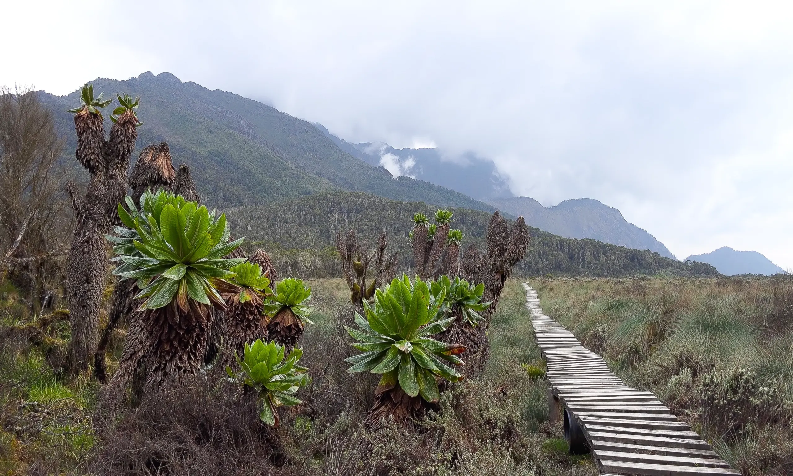 Ruwenzori_Trekking_10kl