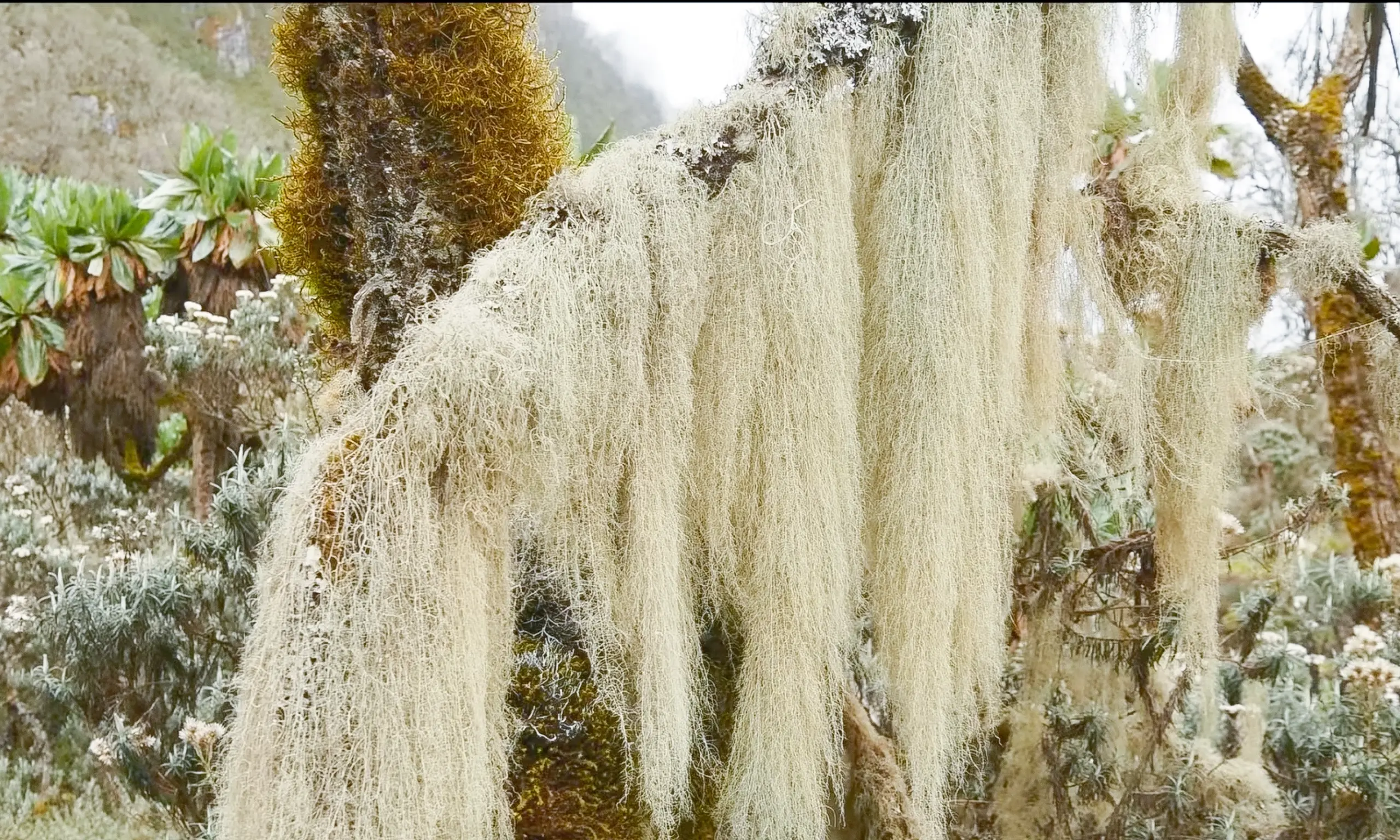 Ruwenzori_Trekking_11kl
